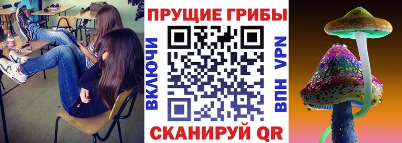 Галлюциногенные грибы Cubensis как найти Людиново